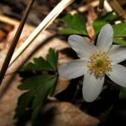 Weiße-Osterblume