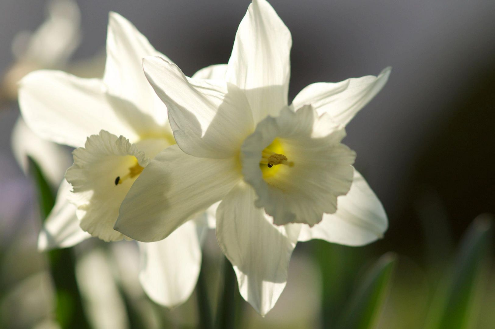 weiße Osterglocken Foto & Bild | jahreszeiten, frühling, natur Bilder