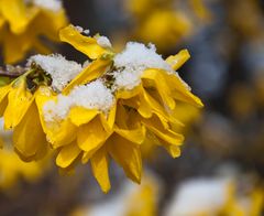 Weisse Ostern (I)