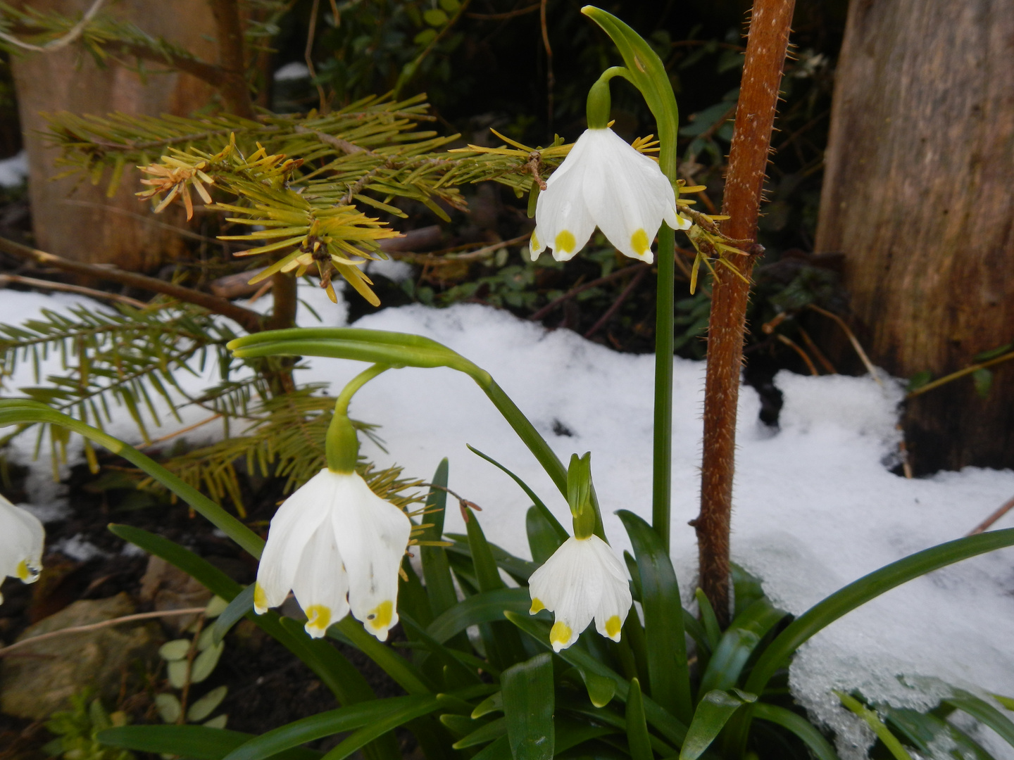 Weisse Ostern im Schwarzwald