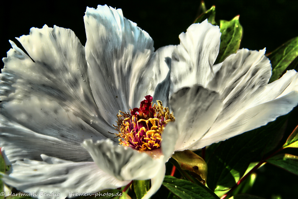 weisse Päonienblüte