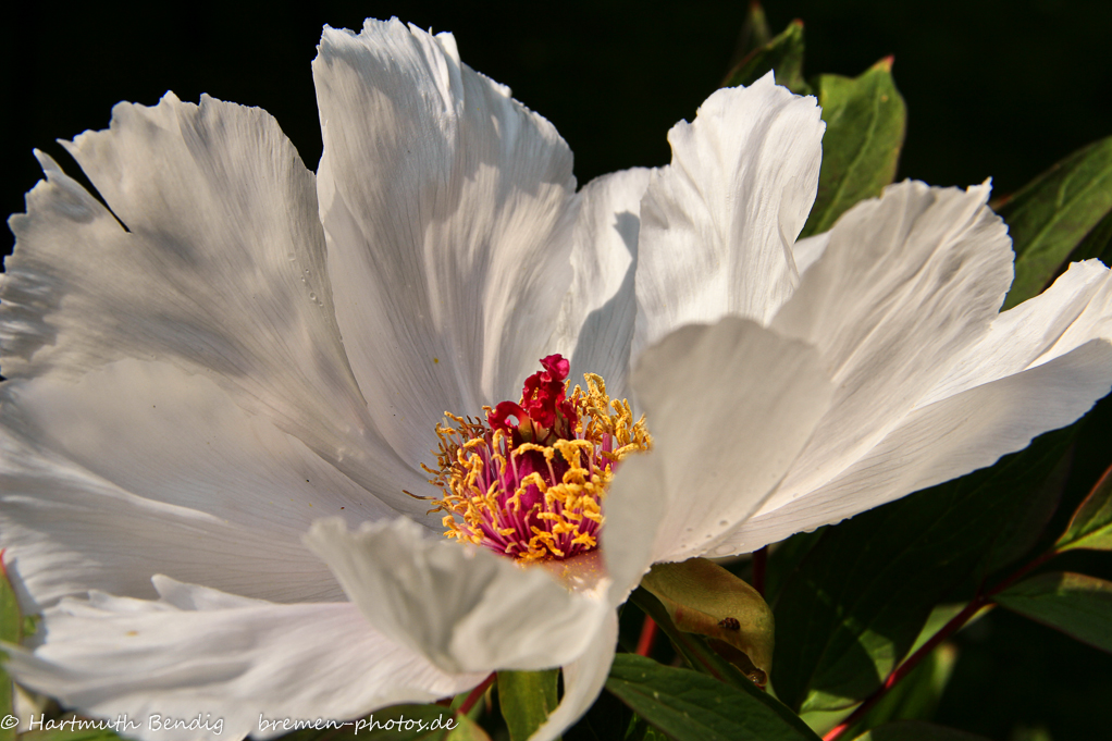 weisse Päonienblüte