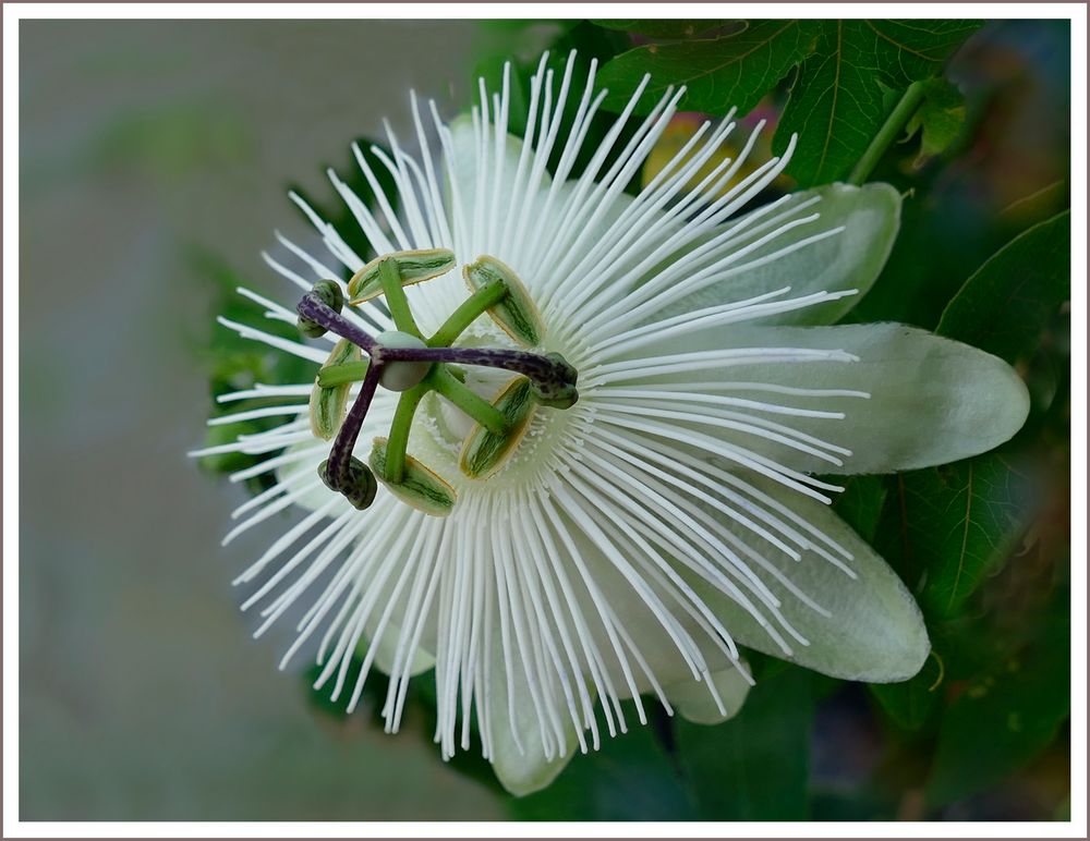 Weiße  Passion Blume 