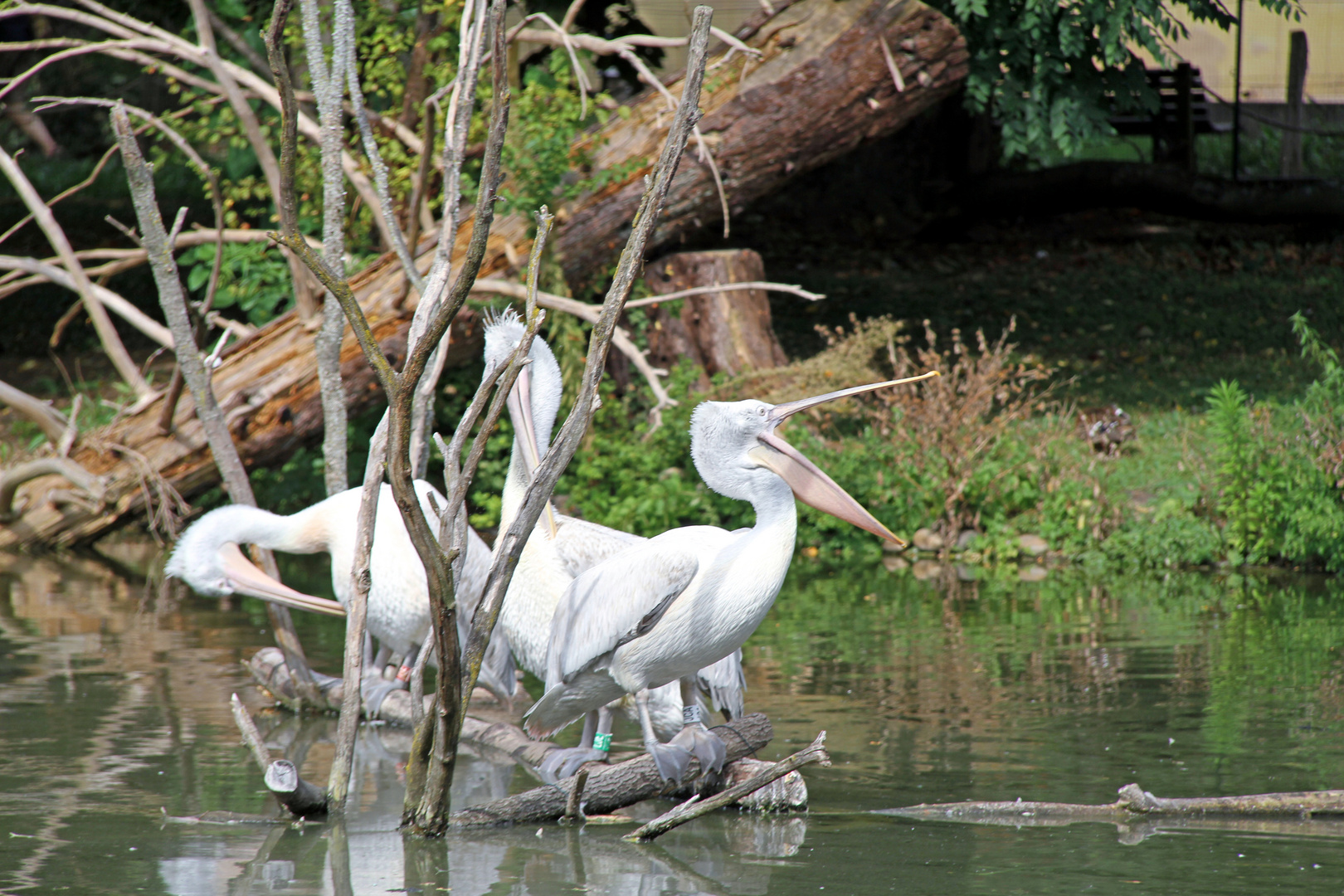 Weisse Pelikane im Zoo Heidelberg