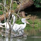 Weisse Pelikane im Zoo Heidelberg