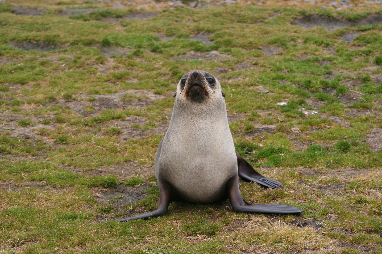 Weiße Pelzrobbe in der Stromness Bay