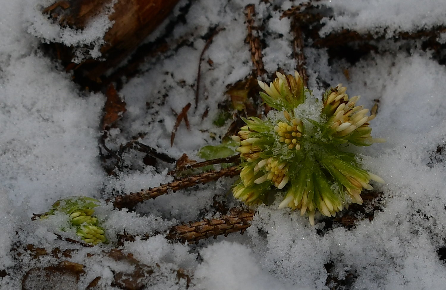 Weiße Pestwurz