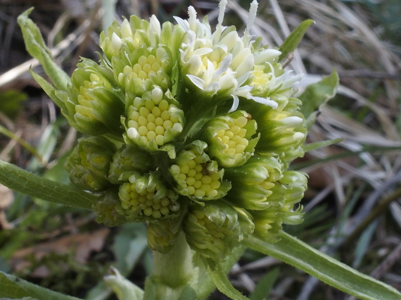 Weisse Pestwurz 'Petasites albus'