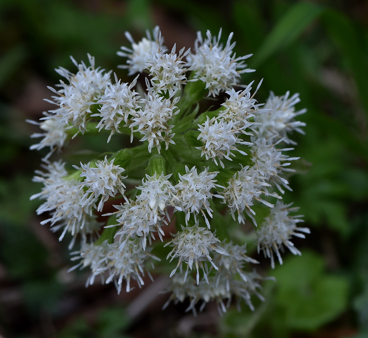 Weiße Pestwurz (Petasites albus)