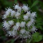 Weiße Pestwurz (Petasites albus)