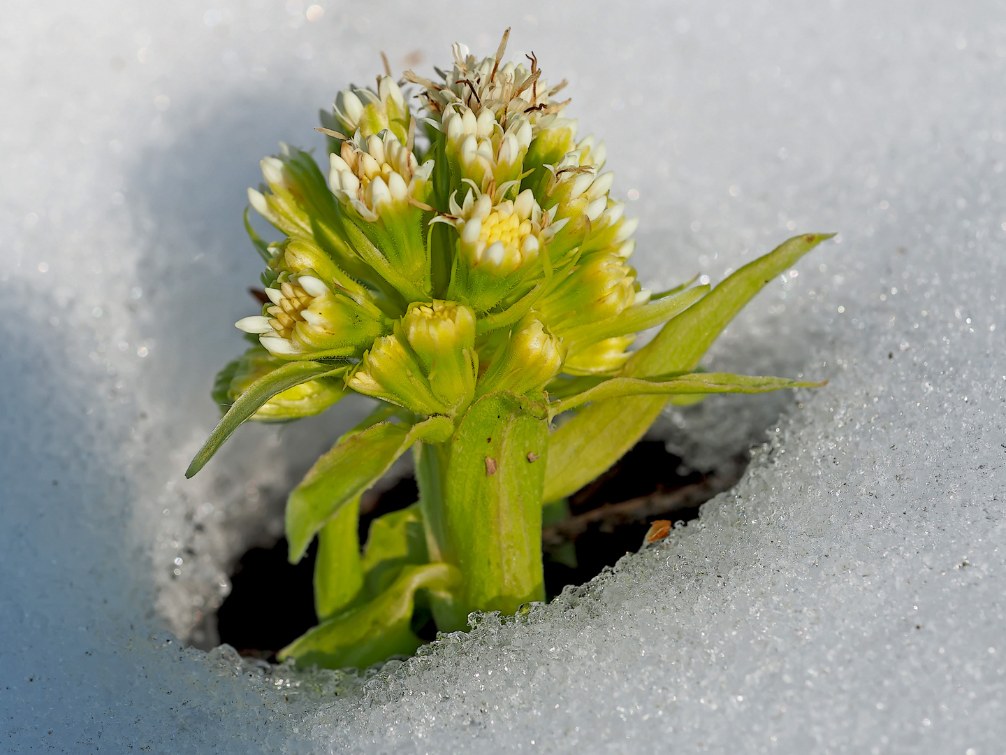 Weiße Pestwurz (Petasites albus): Winter und Frühling zur gleichen Zeit! 