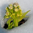 Weiße Pestwurz (Petasites albus): Winter und Frühling zur gleichen Zeit! 