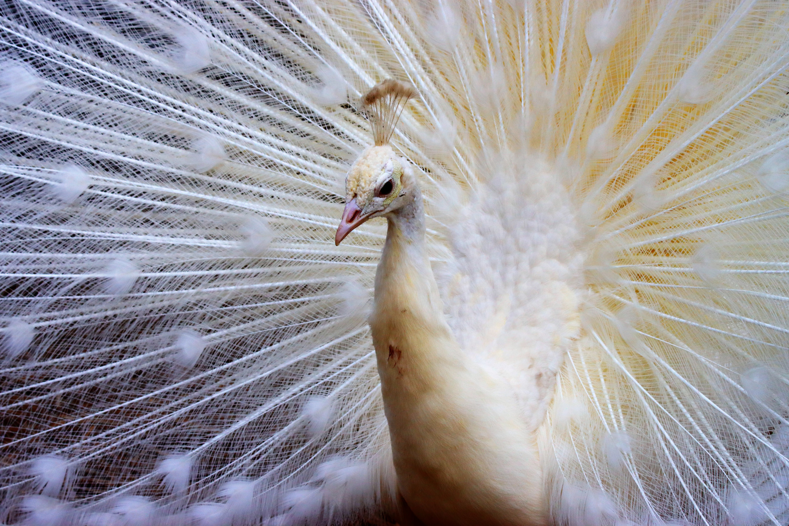 Weiße Pfau