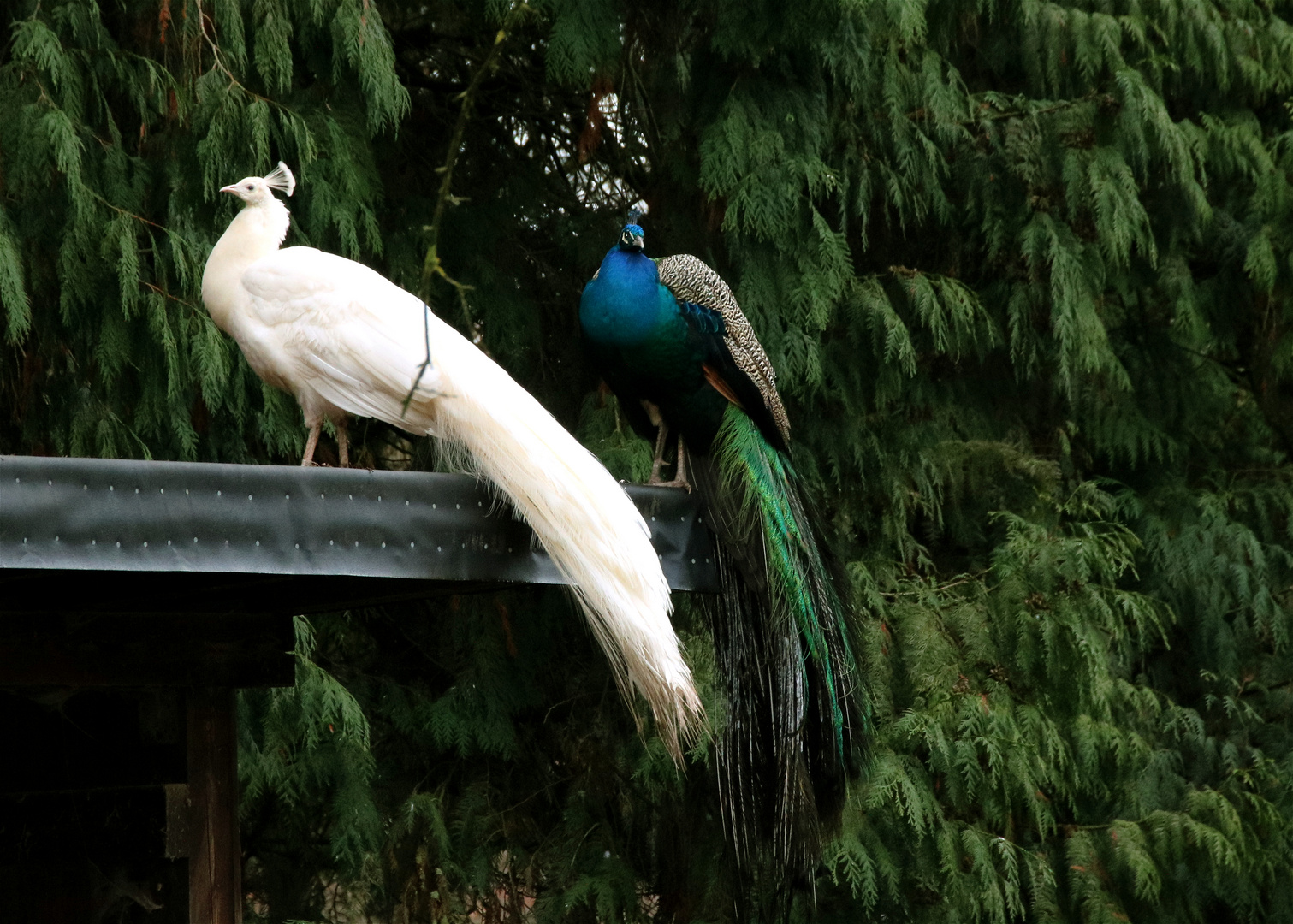 Weiße Pfau und Blauer Pfau