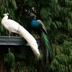 Weiße Pfau und Blauer Pfau