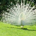 weisse Pfaue auf der Insel Matre am Lago