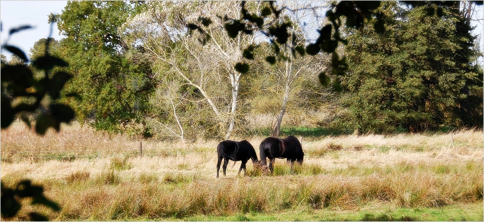 weiße Pferde Foto & Bild | tiere, haustiere, pferde, esel, maultiere