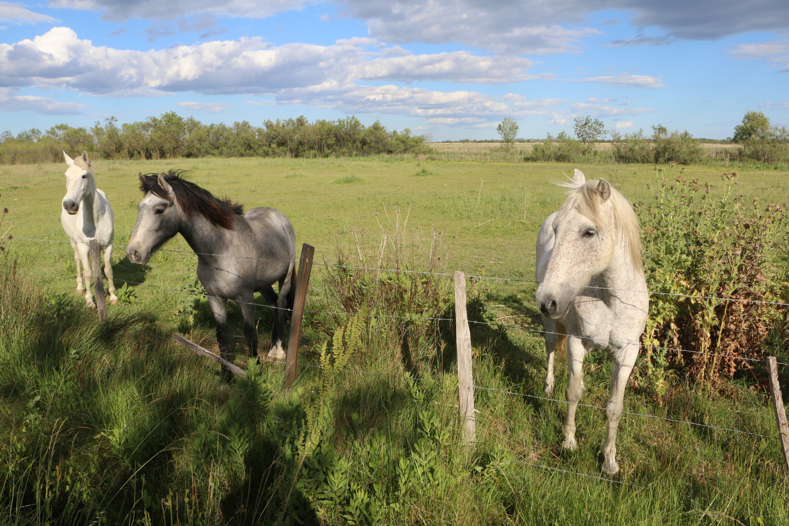 Weiße Pferde in der Camargue