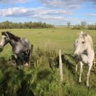 Weiße Pferde in der Camargue