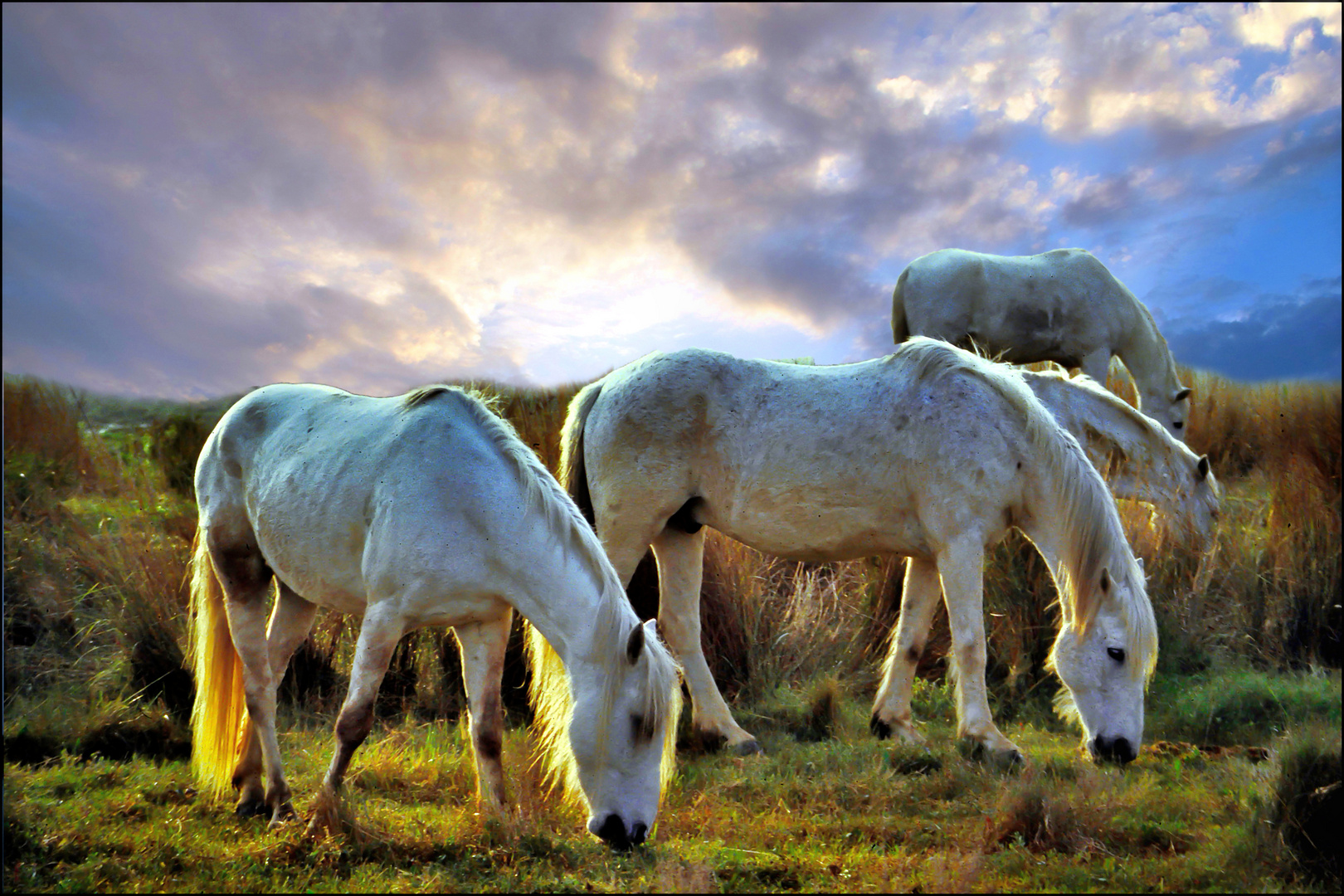 Weiße Pferde in der Camargue