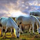 Weiße Pferde in der Camargue