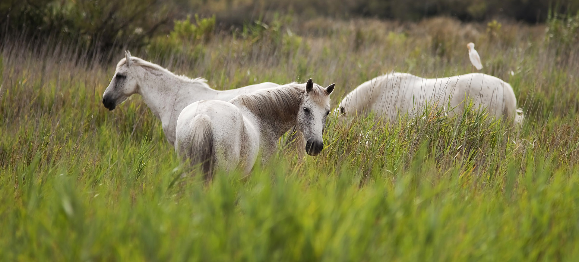 weiße Pferde in der Carmargue Südfrankreich Provence