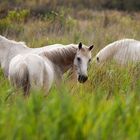 weiße Pferde in der Carmargue Südfrankreich Provence