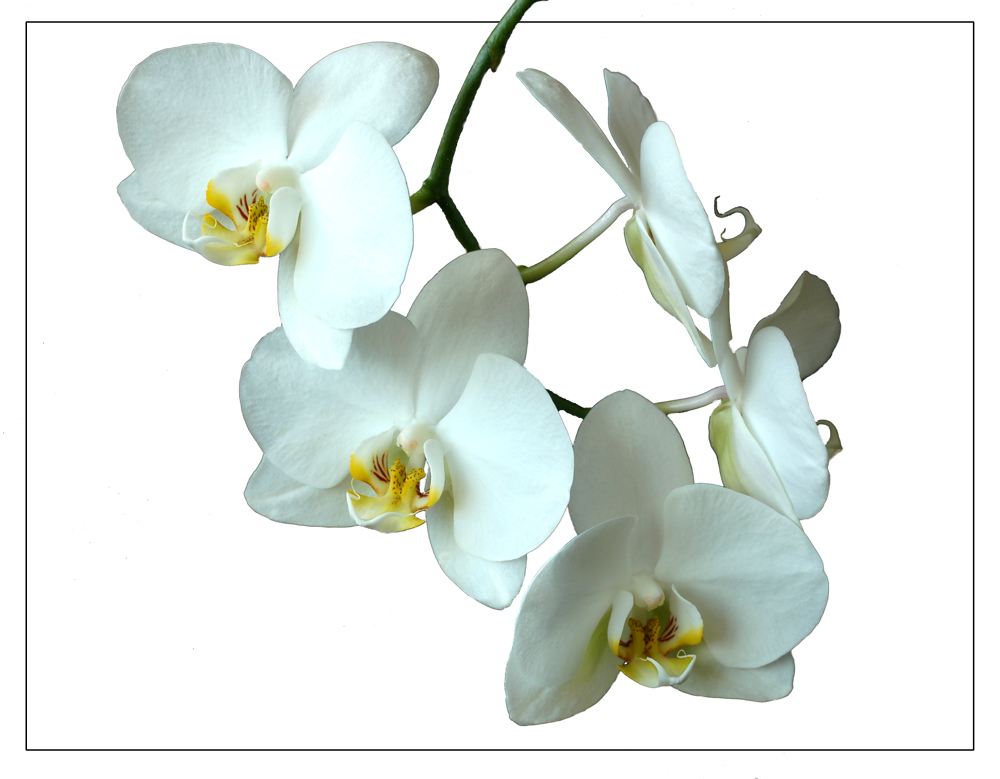 weiße Phalaenopsis 1