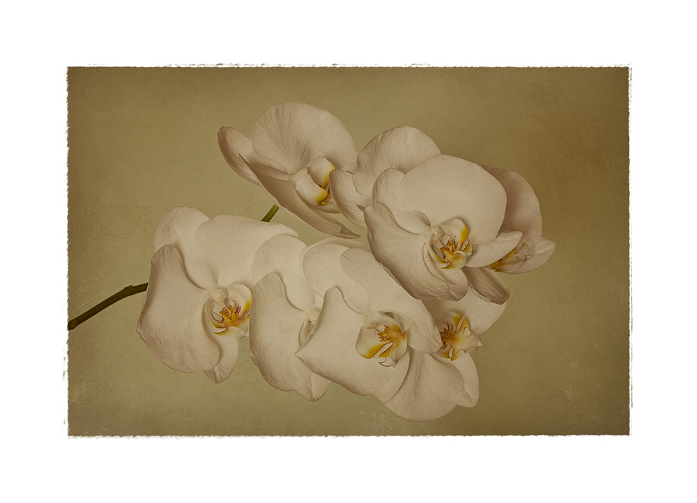 Weiße Phalaenopsis....
