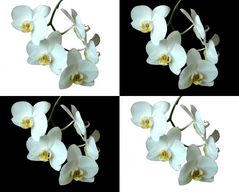 weiße Phalaenopsis 2