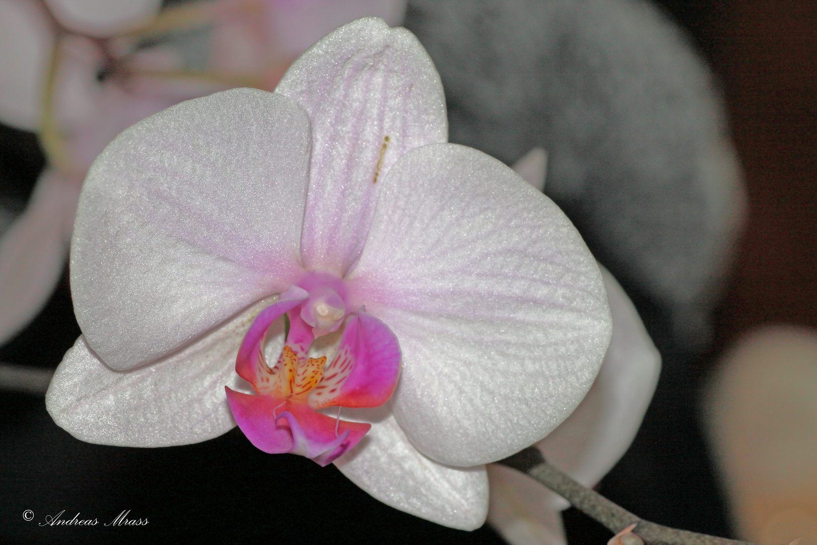 weiße Phalaenopsis