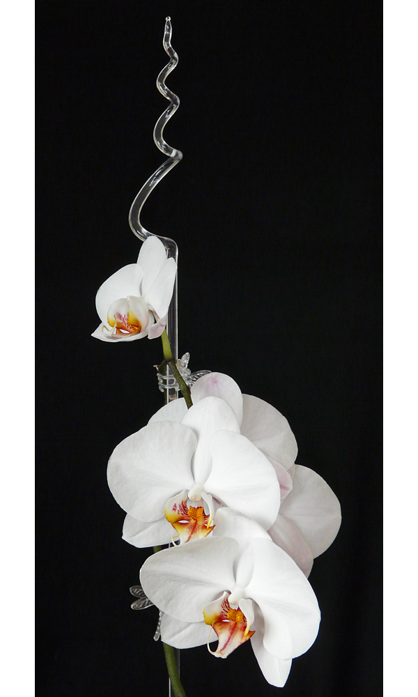 weisse Phalaenopsis