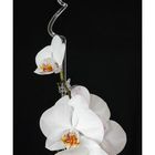 weisse Phalaenopsis