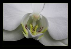 Weiße Phalaenopsis