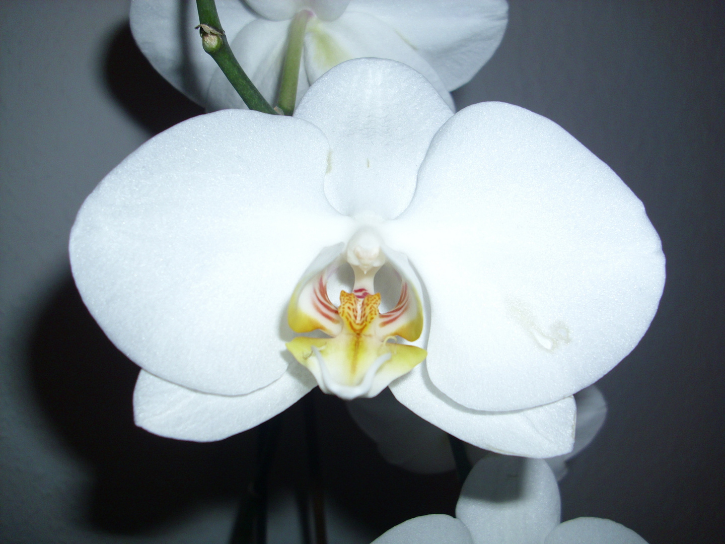 Weiße Phalaenopsis