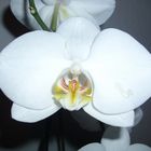 Weiße Phalaenopsis