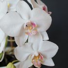 Weiße Phalaenopsis