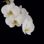 Weisse Phalaenopsis (Orchidee).