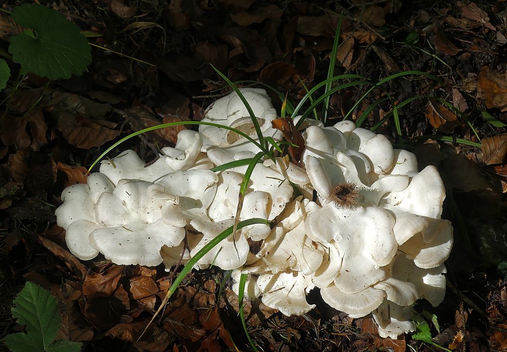 Weisse Pilze im Sonnenschein