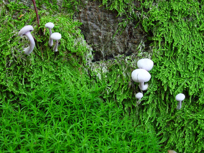 Weisse Pilze in grün