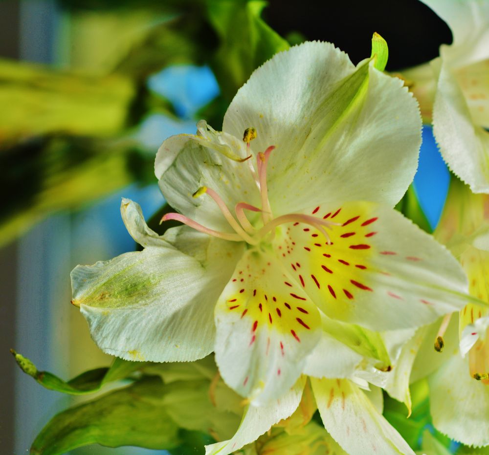 Weisse Pracht Foto &amp; Bild projekte, mittwochsblümchen
