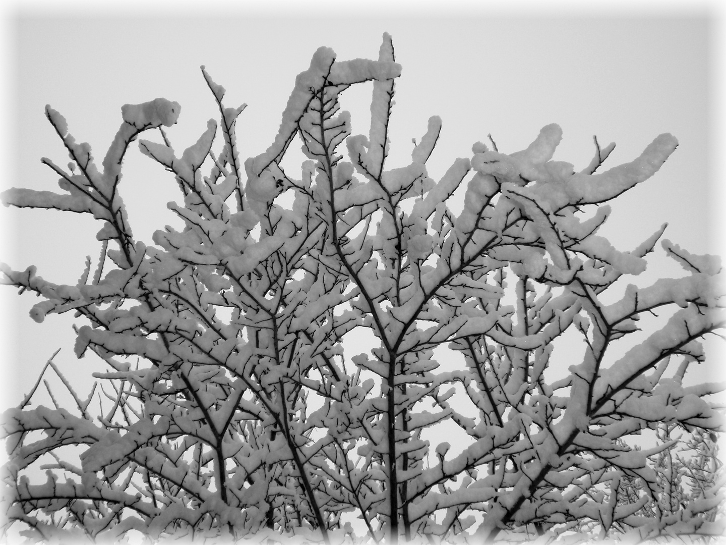 Weiße Pracht im Apfelbaum