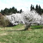 weiße Pracht im Gonsbachtal