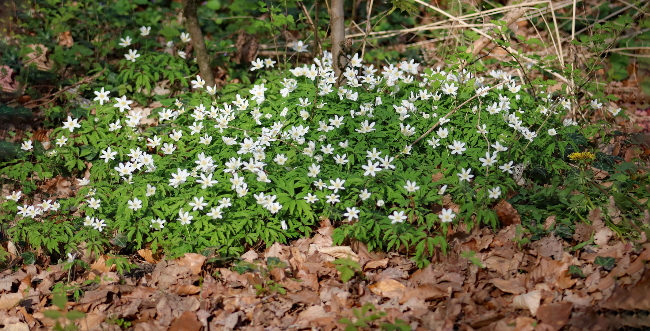 Weiße Pracht im Wald