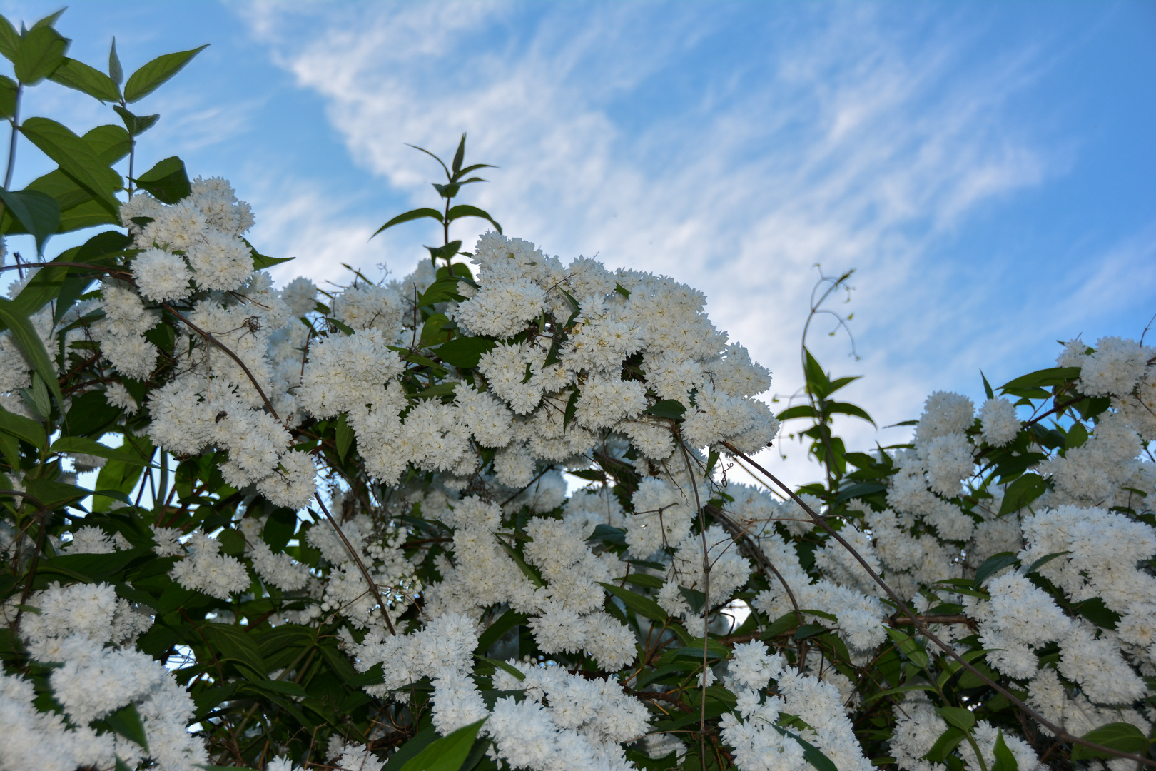 Weiße Pracht / Maiblumenstrauch (lat.Deutzia gracilis)