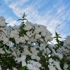 Weiße Pracht / Maiblumenstrauch (lat.Deutzia gracilis)