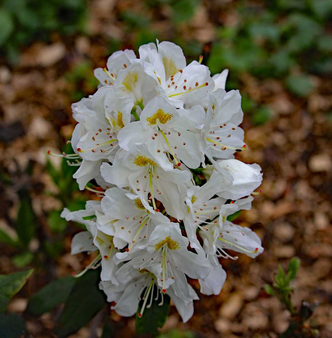 Weiße prächtige Blüten