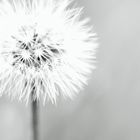 Weiße Pusteblume