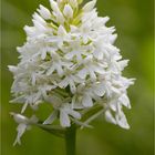 Weiße Pyramiden-Hundswurz ( Anacamptis pyramidalis)