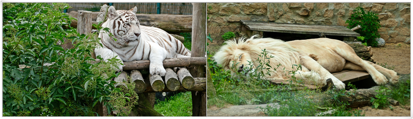 Weiße Raubkatzen - Tiger und Löwe